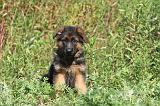 BERGER ALLEMAND 108